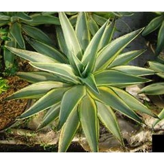 agave