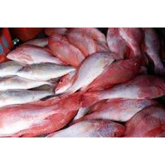 ikan kakap merah
