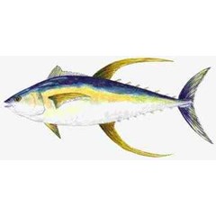 ikan tuna yellow fin ( sirip kuning)