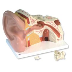 anatomy telinga ear anatomy