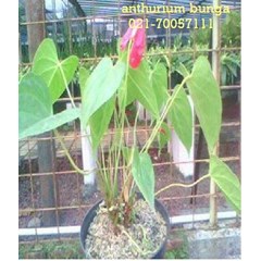 anthurium bunga