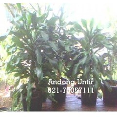 andong untir