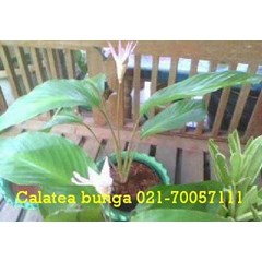 calatea bunga