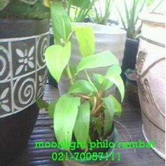 dekorasi tanaman berwarna kuning lemon