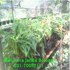 tanaman janda bolong/ monstera