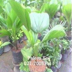 palem kol