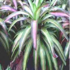 bromelyad tri colour