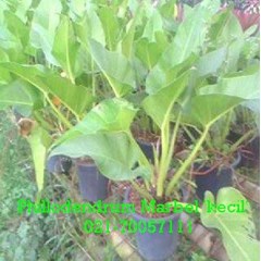 marbel kecil