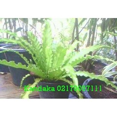 kandaka