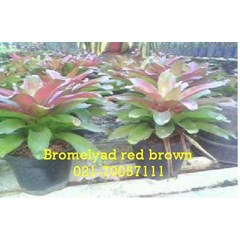 bromelyad red brown