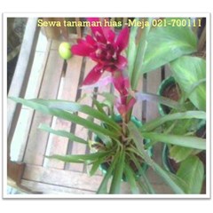 bromel bunga merah