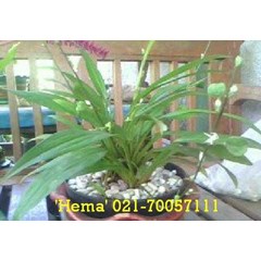 tanaman penghias meja - hema