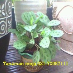 dekorasi tanaman untuk meja/ toilet