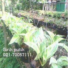sirih putih