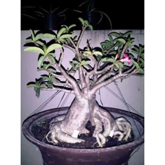 thaisoco daimond crown.( impor)