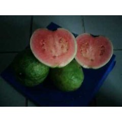 jambu biji merah batu ( psidium guajava) ~ jambu biji merah, sukun , klutuk, bangkok ~ sedia bibit jambu merah cangkokan ~ sms= + 6281-32622-0589 ~ sms= + 62858-763-89979 ~ sms= + 6281-901-389-117 ~ email= nurida479@ yahoo.com