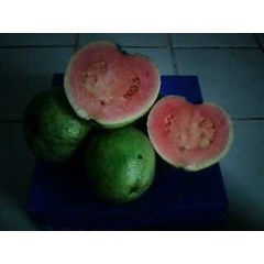 jambu biji merah ~ jambu batu ( psidium guajava) ~ jambu biji merah, sukun , klutuk, bangkok, ~ bibit jambu merah cangkokan * * sms= + 6281-32622-0589 * * sms= + 62858-7638-9979 * * sms= + 6281-901-389-117 ~ nurida479@ yahoo.com