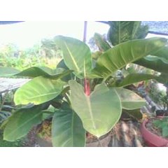 sewa tanaman ' green kongo'