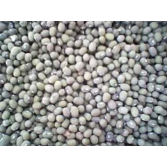 kacang hijau