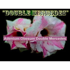 double mercedes