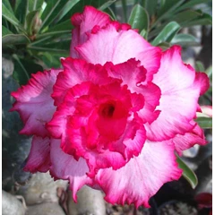 magic 5 ( tumpuk 5 )