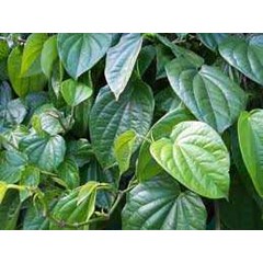 herbal | shoap herbal