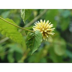 wholesale kratom borneo