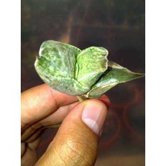 gasteria armstrongii tiger spot white variegated