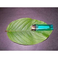 kratom borneo