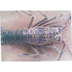 lobster laut