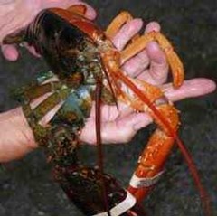 beli kakap merah, bawal putih, lobster warna