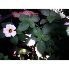 bibit sidaguri ~ tanaman sidaguri ~ bibit tanaman sidaguri ~ sida rhombifolia l. atau sida alnifolia lour. ~ indonesian sidaguri, saliguri atau kahindu. * * sms= + 6281326220589 * * sms= + 6281901389117 * * sms= + 6285876389979 * * nurida479@ yahoo.com