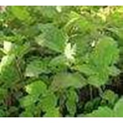 patchouli oil/ minyak nilam