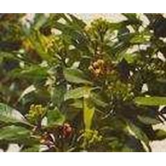 clove leaf oil/ minyak cengkeh