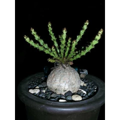 euphorbia decidua( sold out)