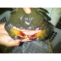 kepiting soka