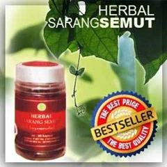 sarang semut papua