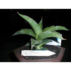 es 15991 aff arborescens