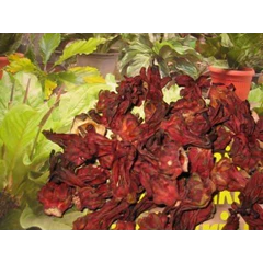 bunga rosela