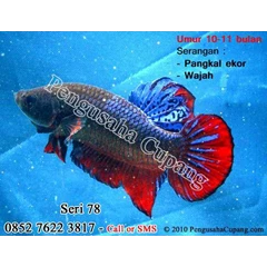 cupang adu - seri 73