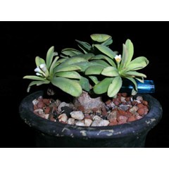 euphorbia itremensis ( sold out)
