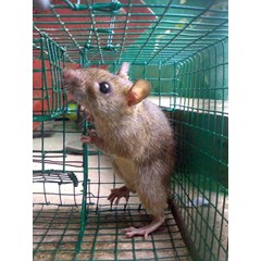 pengendalian tikus ( rodent control)