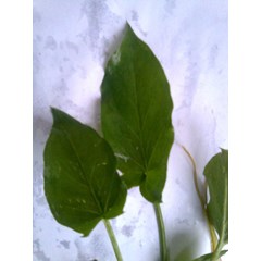 ciri daun keladi tikus bagian depan