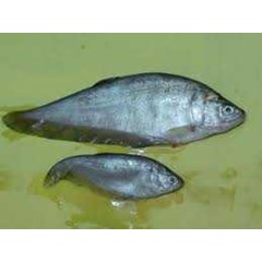 ikan belida, jual ikan belida, jual ikan belida, jual ikan belida, jual ikan lais, jual ikan lais, jual ikan lais, jual ikan lais, jual udang galah kalimantan, jual udang galah kalimantan, jual udang galah kalimantan, jual udang galah , jakarta