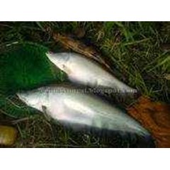 cari ikan belida, cari ikan belida, cari ikan belida, cari ikan belida, cari ikan lais, cari ikan lais, cari ikan lais, cari ikan lais, cari udang galah kalimantan, cari udang galah kalimantan, cari udang galah kalimantan, cari udang galah, jakarta
