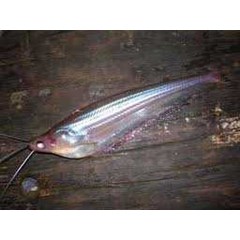 pesan ikan lais, pesan ikan lais, pesan ikan lais, stok ikan lais, terima ikan lais, cari ikan lais, vendor ikan lais, ekspor ikan lais, supplier ikan lais, produksi ikan lais, suplai ikan lais, jual ikan lais, sedia ikan lais, beli ikan lais, jakarta