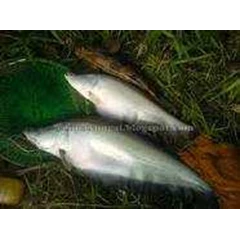 sedia ikan belida, sedia ikan belida, beli ikan belida, pesan ikan belida, stok ikan belida, terima ikan belida, cari ikan belida, vendor ikan belida, ekspor ikan belida, supplier ikan belida, produksi ikan belida, suplai ikan belida, jual ikan belida, ja
