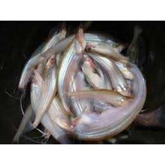 sedia ikan lais, sedia ikan lais, sedia ikan lais, sedia, beli ikan lais, pesan ikan lais, stok ikan lais, terima ikan lais, cari ikan lais, vendor ikan lais, ekspor ikan lais, supplier ikan lais, produksi ikan lais, suplai ikan lais, jual ikan lais, jaka