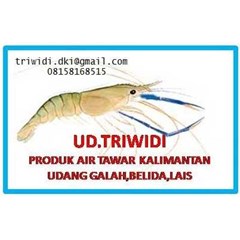 stok udang galah, stok udang galah, terima udang galah, cari udang galah, vendor udang galah, ekspor udang galah, supplier udang galah, produksi udang galah, suplai udang galah, jual udang galah, sedia udang galah, beli udang galah, jakarta