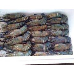 stok udang galah, stok udang galah, terima udang galah, cari udang galah, vendor udang galah, ekspor udang galah, supplier udang galah, produksi udang galah, suplai udang galah, jual udang galah, sedia udang galah, beli udang galah, jakarta